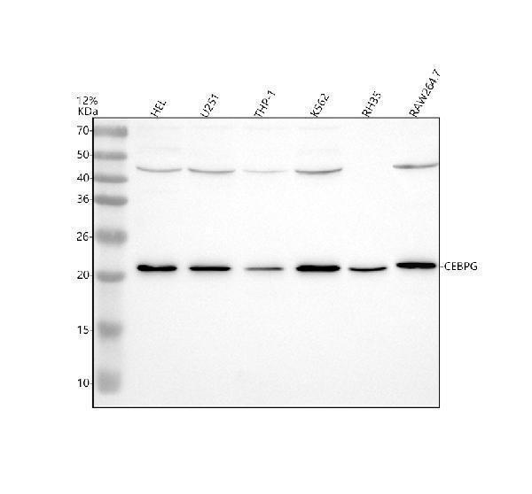 Western blot analysis of CEBPG using anti-CEBPG antibody (A09205-2)