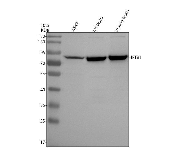 a09206 1 ift81 primary antibodies wb testing 1