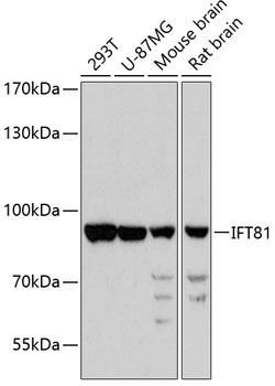 Western blot analysis of extracts of various cell lines, using IFT81 antibody  at 1:3000 dilution