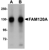 a09208 fam120a primary antibodies wb testing 1