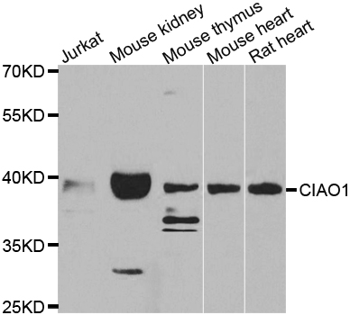 Western blot analysis of extracts of various cell lines, using CIAO1 antibody