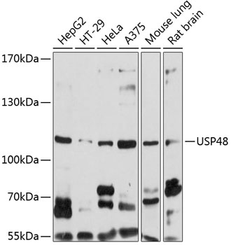 Western blot analysis of extracts of various cell lines, using USP48 antibody  at 1:1000 dilution