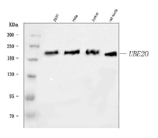 a09217 2 ube2o primary antibodies wb testing 1