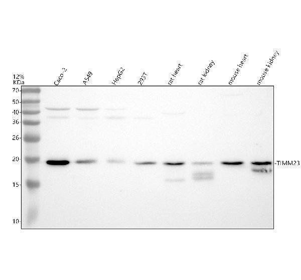 Western blot analysis of TIM23/TIMM23 using anti-TIM23/TIMM23 antibody (A09218-1)