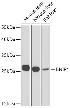 a09220 1 bnip1 primary antiboties wb testing 1