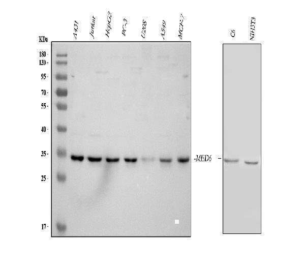 a09224 med6 primary antibodies wb testing 1_1