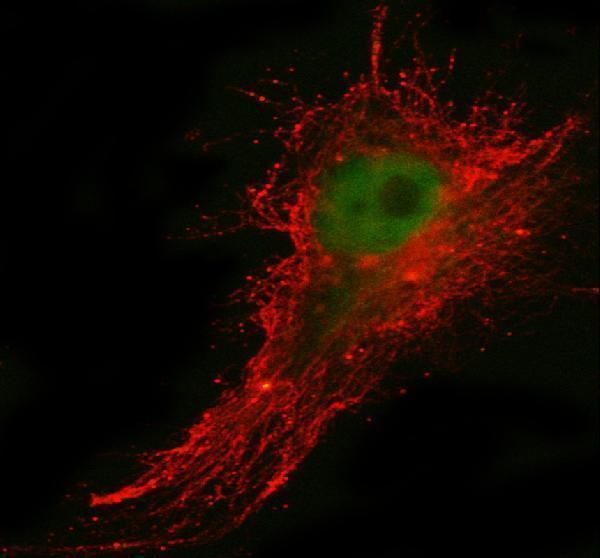 a09225 1 gins1 primary antibodies if testing 1