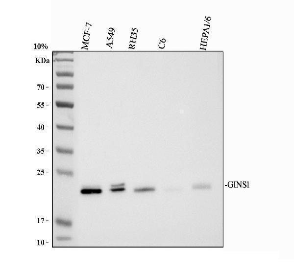 Anti-GINS1 Antibody Picoband&reg;