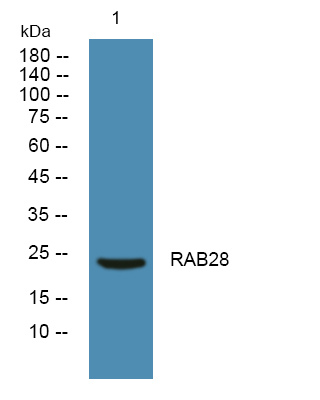a09228 rab28 primary antibodies wb testing 1