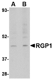 Western blot analysis of RGP1 in human heart tissue lysate with RGP1 antibody at (A) 1 and (B) 2 μg/mL