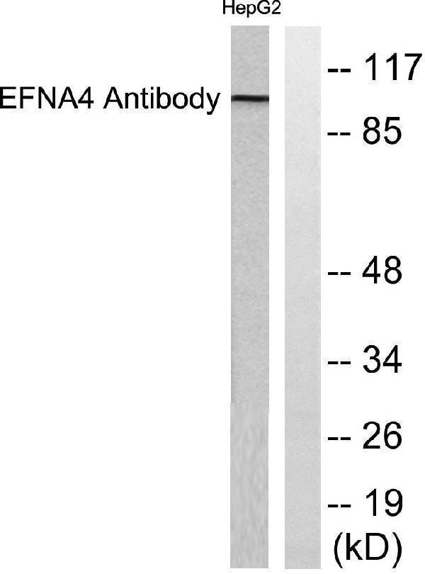 a09230 efna4 primary antibodies wb testing 1