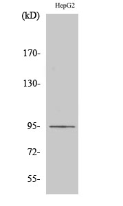 a09230 efna4 primary antibodies wb testing 2