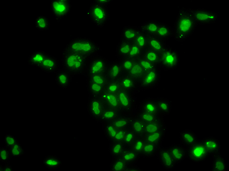 Immunofluorescence analysis of A549 cells using MORF4L2 antibody 