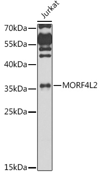 Western blot analysis of extracts of Jurkat cells, using MORF4L2 antibody  at 1:1000 dilution