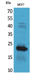 Western Blot analysis of MCF7 cells using IL-28 Polyclonal Antibody