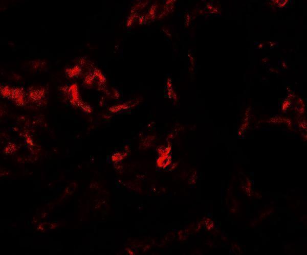 a09234 1 pla1a primary antibodies if testing 2
