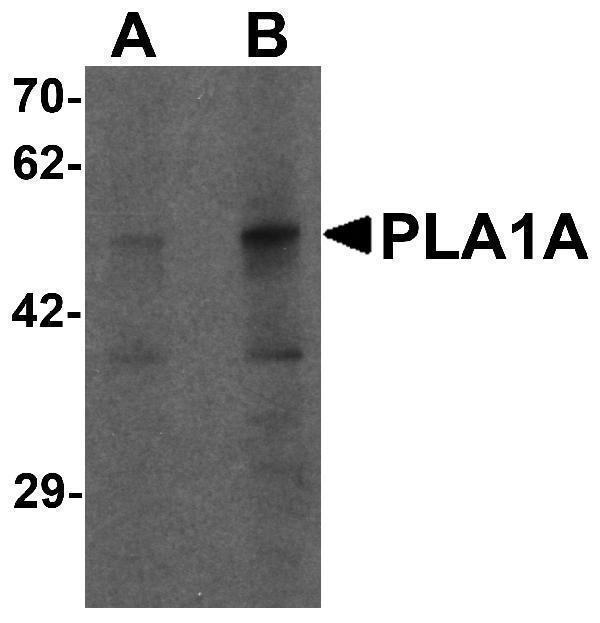 a09234 1 pla1a primary antibodies wb testing 1
