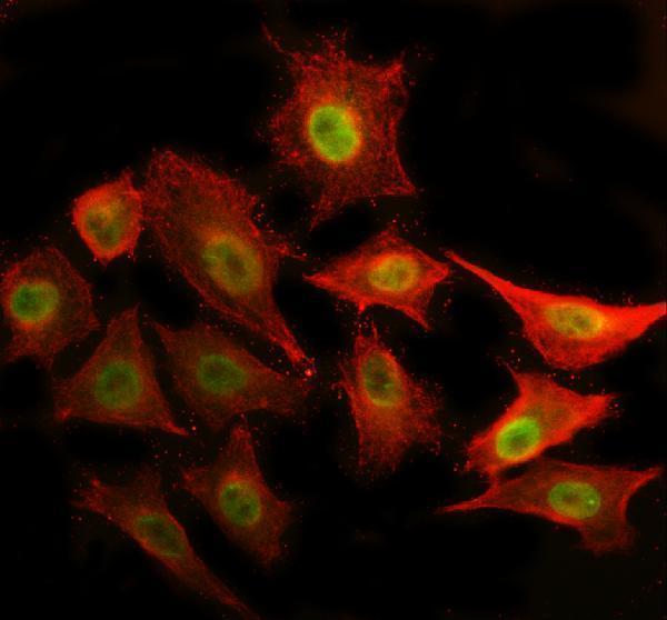 a09235 1 p3h2 primary antibodies if testing 4