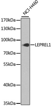 Western blot analysis of extracts of NCI-H460 cells, using LEPREL1 antibody  at 1:1000 dilution