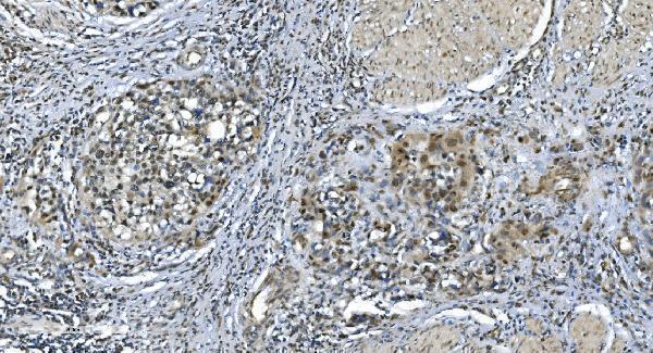 a09236 1 lsm7 primary antibodies ihc testing 10