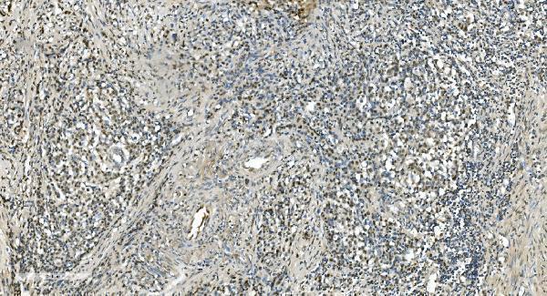 a09236 1 lsm7 primary antibodies ihc testing 12