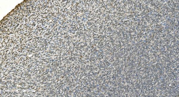 a09236 1 lsm7 primary antibodies ihc testing 14