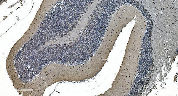 a09236 1 lsm7 primary antibodies ihc testing 16