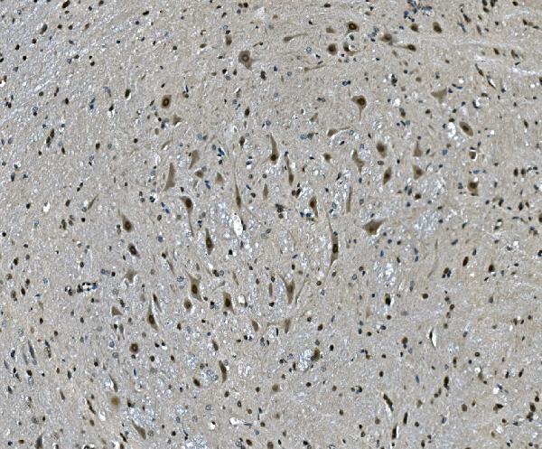 a09236 1 lsm7 primary antibodies ihc testing 2