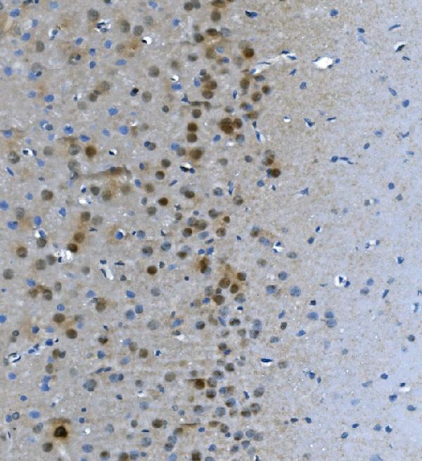 a09236 1 lsm7 primary antibodies ihc testing 3