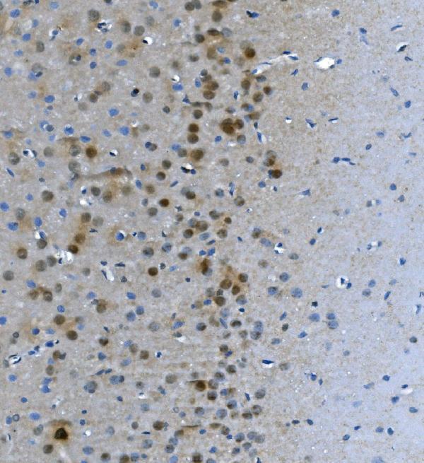 a09236 1 lsm7 primary antibodies ihc testing 5