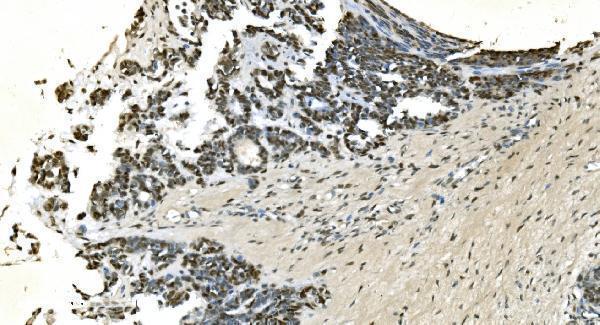 a09236 1 lsm7 primary antibodies ihc testing 8