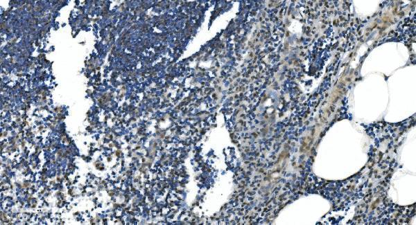 a09236 1 lsm7 primary antibodies ihc testing 9