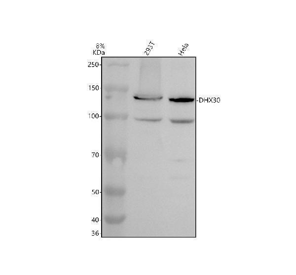 Western blot analysis of DHX30 using anti-DHX30 antibody (A09237)
