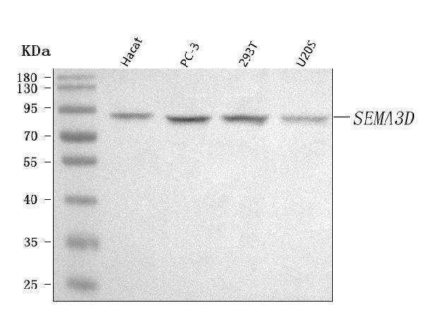  Western blot analysis of SEMA3D using anti-SEMA3D antibody (A09239-1)