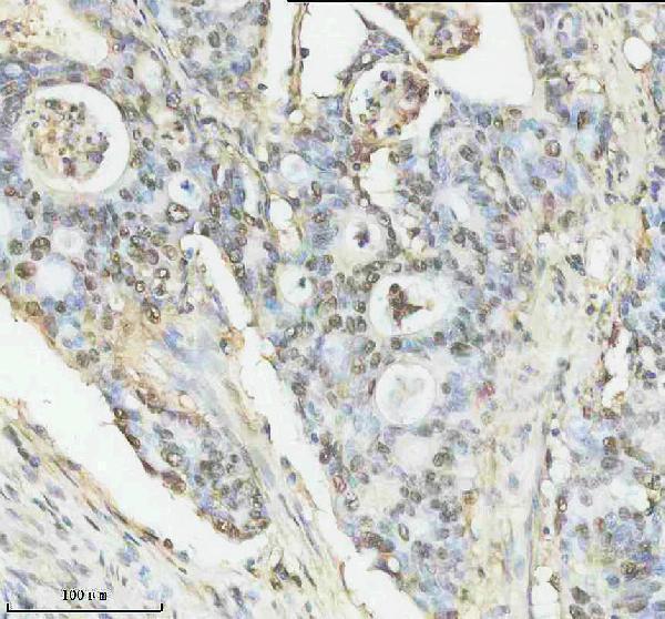 IHC analysis of OBFC2B using anti-OBFC2B antibody (A09240)