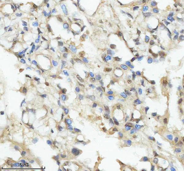 IHC analysis of OBFC2B using anti-OBFC2B antibody (A09240)