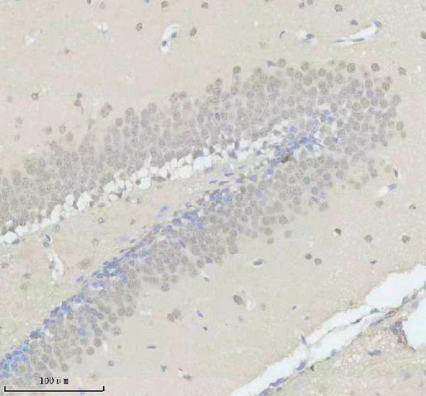 a09240 obfc2b primary antibodies ihc testing 3