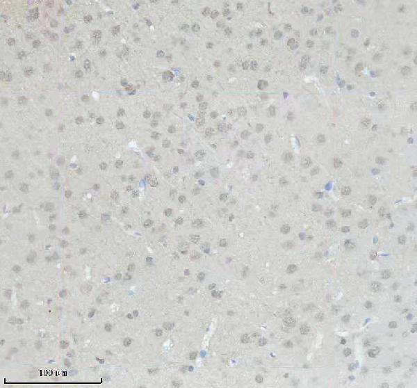 a09240 obfc2b primary antibodies ihc testing 4