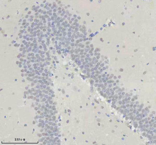 a09240 obfc2b primary antibodies ihc testing 5