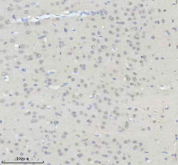 a09240 obfc2b primary antibodies ihc testing 6