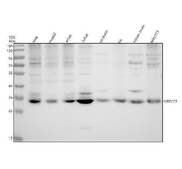 Western blot analysis of OBFC2B using anti-OBFC2B antibody (A09240)