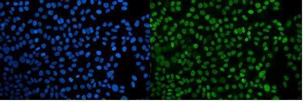  IF analysis of PPIL3 using anti-PPIL3 antibody (A09246-1)