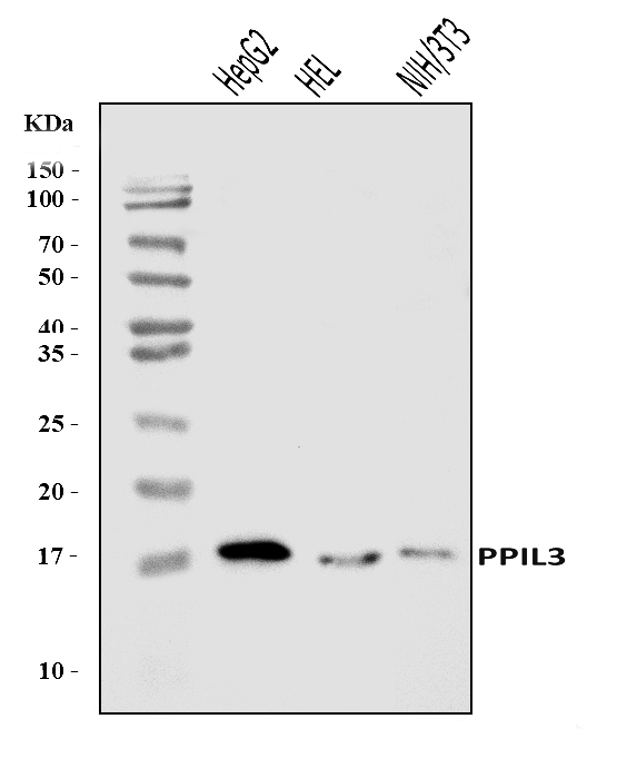  Western blot analysis of PPIL3 using anti-PPIL3 antibody (A09246-1)