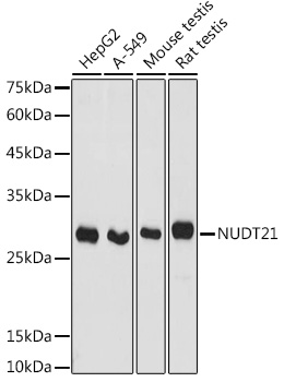 Western blot analysis of extracts of various cell lines, using NUDT21 antibody  at 1:1000 dilution