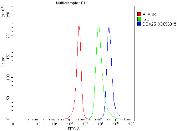 Flow Cytometry analysis of SH-SY5Y cells using anti-DDX25 antibody (A09248-1)