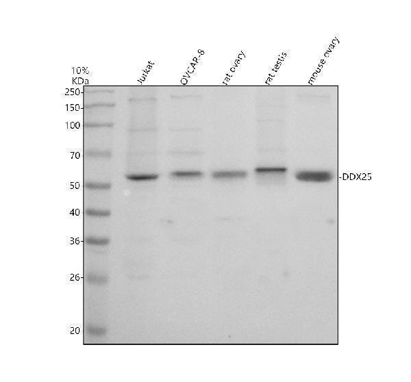 Western blot analysis of DDX25 using anti-DDX25 antibody (A09248-1)