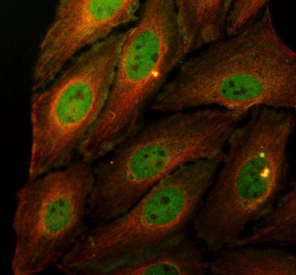 IF analysis of PSMC6 using anti-PSMC6 antibody (A09249-2) and anti-Alpha Tubulin antibody (M03989-3)
