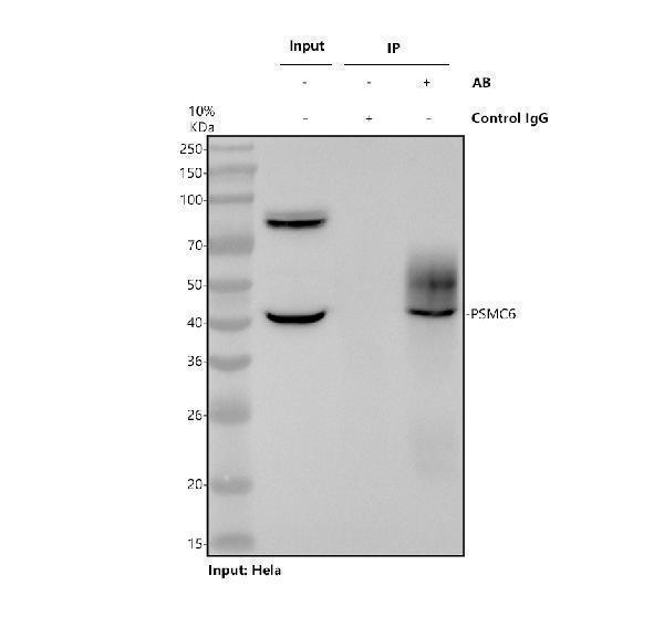 Immunoprecipitating PSMC6 in Hela whole cell lysate