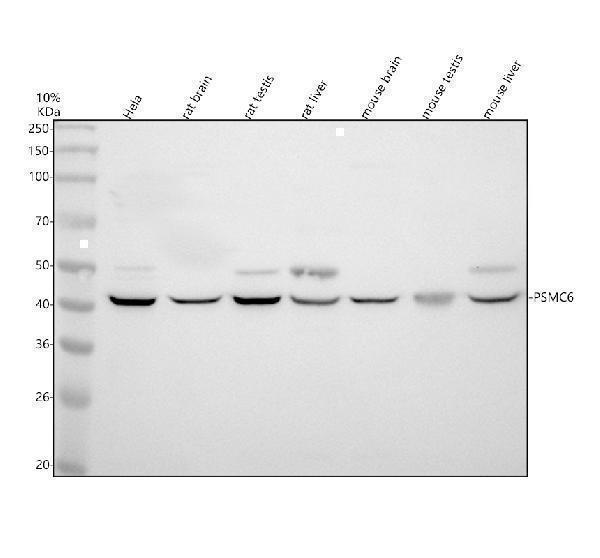 Western blot analysis of PSMC6 using anti-PSMC6 antibody (A09249-2)