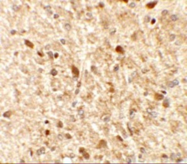 a09251 ms4a6a primary antibodies ihc testing 2